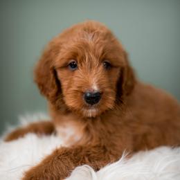 German Shepherd, Goldendoodle, and Golden Retriever Puppies from Silver Pines Pups