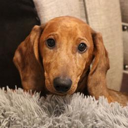 Dasher - Dapple male Dachshund puppy in Red Bud, Illinois from Midwest Miniature Dachshunds