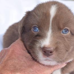 Girl 4 - Red & white female Australian Shepherd puppy in Nebraska from Our Barn Aussies