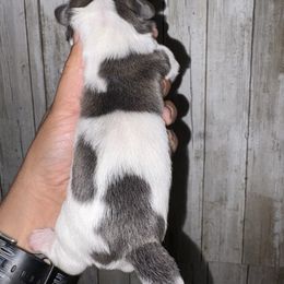 Girl 3 - Blue and white female Shih Tzu puppy in Eunice, Louisiana from 4J's Cajun Kennels
