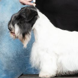 Lady - Sealyham Terrier