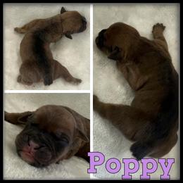 Poppy - Brown brindle female Olde English Bulldogge puppy in Merrill, Michigan from Haase Family Kennels
