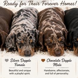 Dachshunds from Southern Doxie
