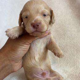Nemo - Cream male Dachshund puppy in Orem, Utah from Miekca’s Dachshunds