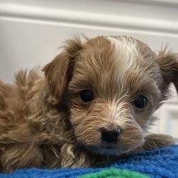 Patch - Apricot male Poodle puppy in Hephzibah ( Richmond County ), Georgia from Healing Pawz LLC