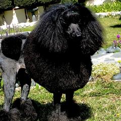 Jolie - Poodle