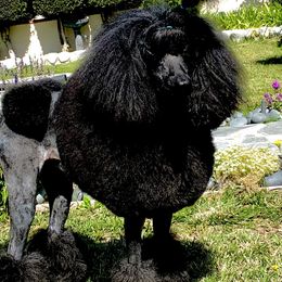 Jolie - Poodle