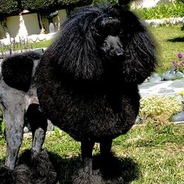 Jolie - Poodle