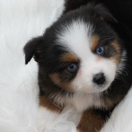 Aussiedoodles, Cavapoos, Miniature Australian Shepherds, and Toy Australian Shepherds from Blue Hue Aussies