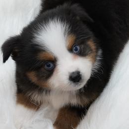 Aussiedoodles, Cavapoos, Miniature Australian Shepherds, and Toy Australian Shepherds from Blue Hue Aussies