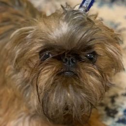 Brussels Griffons from Critter918