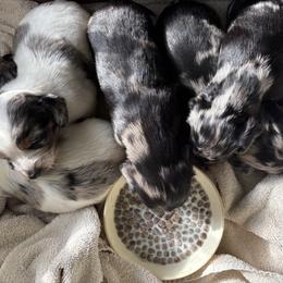 Dachshund Puppies from The Teacup Homestead Miniature Dachshunds