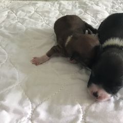 Lowchen Puppies from Ashford Kennel