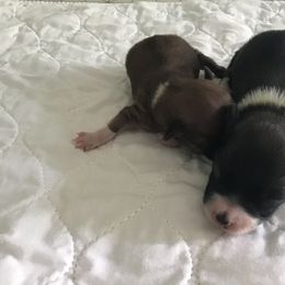 Lowchen Puppies from Ashford Kennel