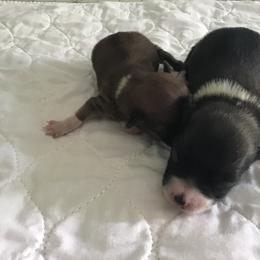 Lowchen Puppies from Ashford Kennel