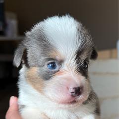 Male bluie - Blue male Pembroke Welsh Corgi puppy in Glendale, Arizona from CorgiholicsAz