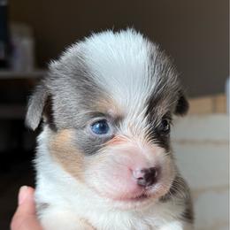 Male bluie - Blue male Pembroke Welsh Corgi puppy in Glendale, Arizona from CorgiholicsAz