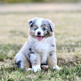 Miniature American Shepherd, Miniature Australian Shepherd, and Toy Australian Shepherd Puppies from Shooting Stars Ranch Toy and Mini Aussies
