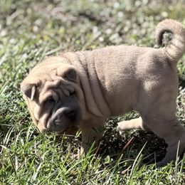 Fanny - Blue sable female Chinese Shar-Pei puppy in Lehigh Acres, Florida from Florida Wrinkles
