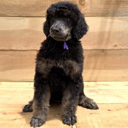 Chanterelle - Phantom male Poodle puppy in Arroyo Grande, California from Ever So Clever Poodles