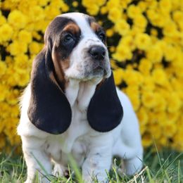 Veil - Black brown and white female Basset Hound puppy in Pollock, Missouri from Northstar