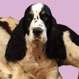 Era - English Springer Spaniel