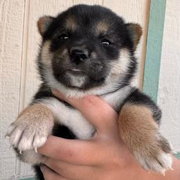 Fawn - Black and tan female Shiba Inu puppy in Las Vegas, Nevada from GBs Shiba Inu's