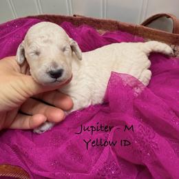 Jupiter - White male Poodle puppy in Greenwich, New York from MizzElle’s Standard Poodles