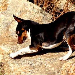 Rave - Rat Terrier