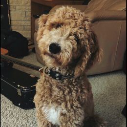 Samson - Poodle