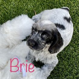 Cocker Spaniel and English Cocker Spaniel Puppies from Jesselle Cocker Spaniels