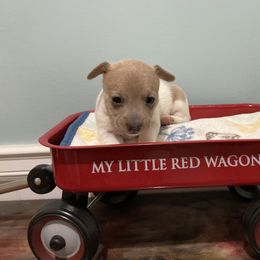 Blue fawn female 2 - White and blue fawn female Teddy Roosevelt Terrier puppy in Russellville, Kentucky from Mud-E Acres Kennel