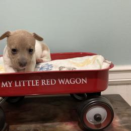Blue fawn female 2 - White and blue fawn female Teddy Roosevelt Terrier puppy in Russellville, Kentucky from Mud-E Acres Kennel