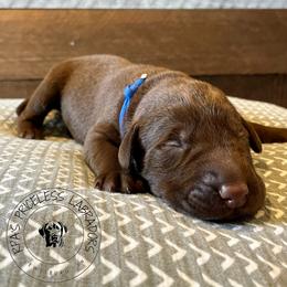 Labrador Retriever Puppies from RPAs Priceless Labradors