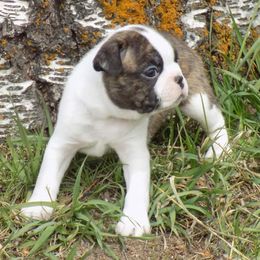 Boston Terrier Puppies from Wolf Ridge Boston Terriers