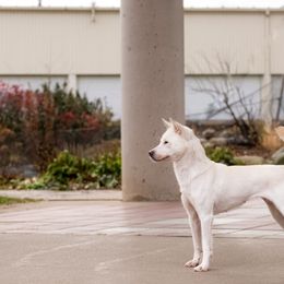 Kishu Ken All Grown Up from Ourou Sou