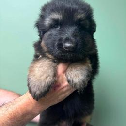 Blue Boy - Black and red male German Shepherd puppy in Hancock, New Hampshire from Kysarah German Shepherds