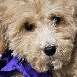 Girl 1 purple girl - Goldendoodle puppy from Kat's Teddydoodles