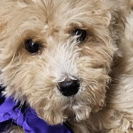 Girl 1 purple girl - Goldendoodle puppy from Kat's Teddydoodles