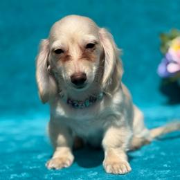 Bridget - Cream female Dachshund puppy in Lincoln, Arkansas from Red Dirt Dachshunds