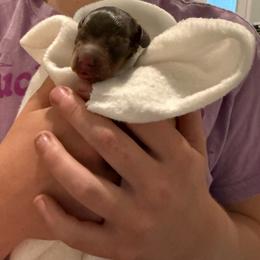 Reece's Pieces - Chocolate and tan female Dachshund puppy in Plain City, Utah from Furry Godmother Pups