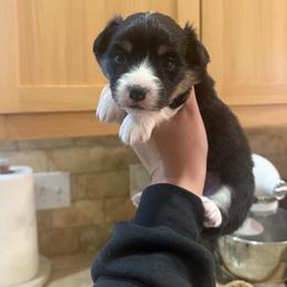 Zoey- AKC fluffy female - Black and tan female Pembroke Welsh Corgi puppy in Red Bluff, California from Wilder Ranch Corgis