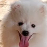 American Eskimo Dogs from Bon Temps Eskies