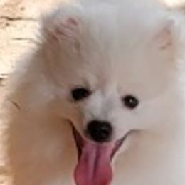 American Eskimo Dogs from Bon Temps Eskies