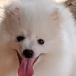 American Eskimo Dogs from Bon Temps Eskies