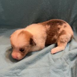 Boy 1 - Blue male Pembroke Welsh Corgi puppy in Moundville, Alabama from Cartee Corgis - Debi Cartee Mills