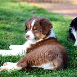 Australian Shepherd Puppies from Lake Creek Aussies