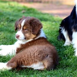Australian Shepherd Puppies from Lake Creek Aussies