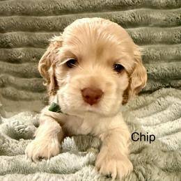 Chip - Buff male Cocker Spaniel puppy in Sumter, South Carolina from Cocker Eclipse In Home Kennel