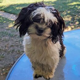 Loki - Companion Cross puppy from Puppies Full of Love